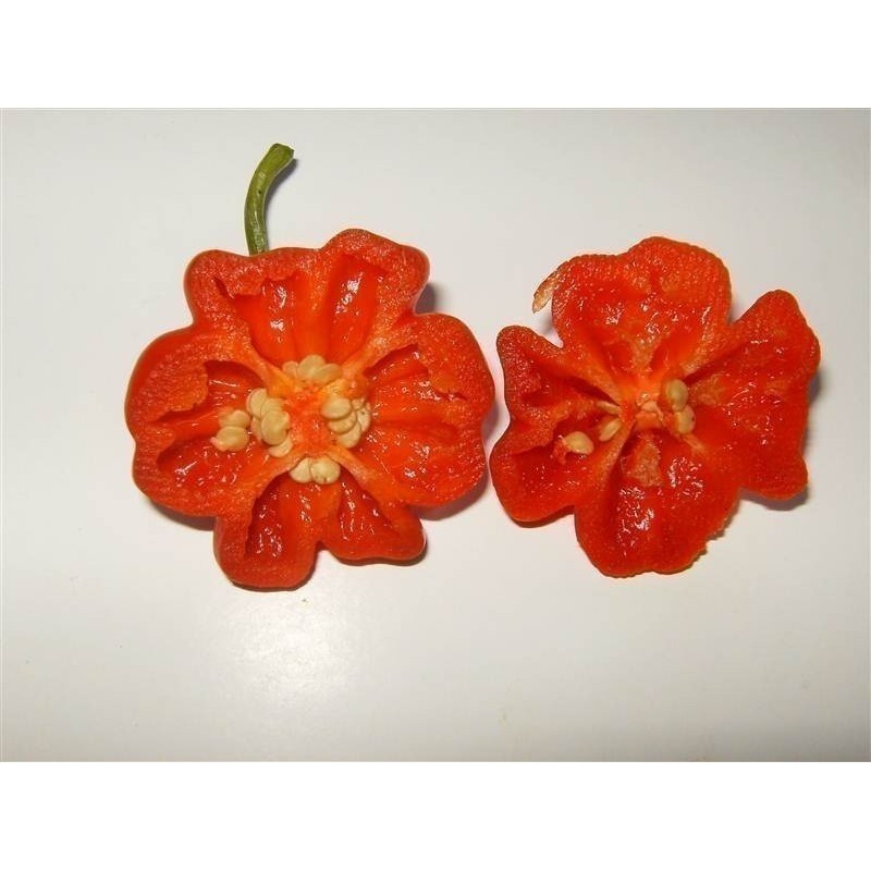 Price: €2.25 - Semi Di Peperoncino Brazilian Starfish - Seeds Gallery