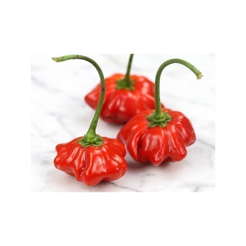 Price: €2.25 - Semi Di Peperoncino Brazilian Starfish - Seeds Gallery