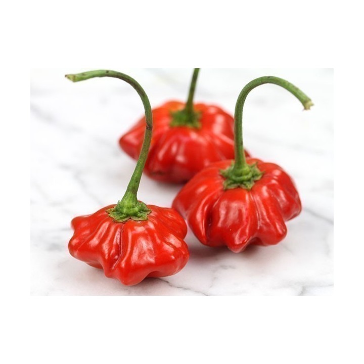Brazilian Starfish Pepper Seeds - 263.901544