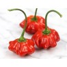 Price: €2.25 - Semi Di Peperoncino Brazilian Starfish - Seeds Gallery