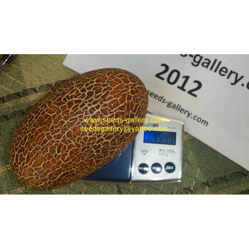 Price: €1.55 - Sikkim gurka frön - Seeds Gallery