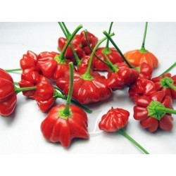 Graines de Piment Brazilian Starfish