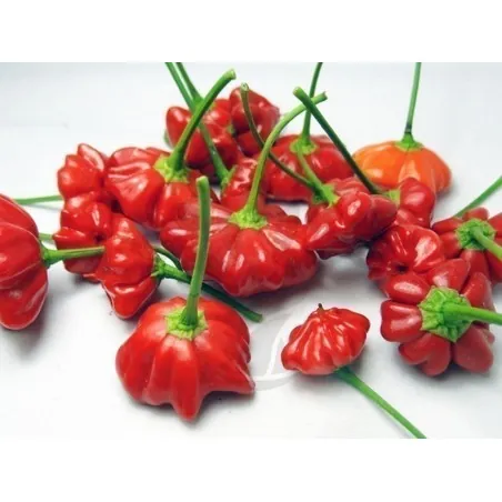 Brazilian Starfish Pepper Seeds
