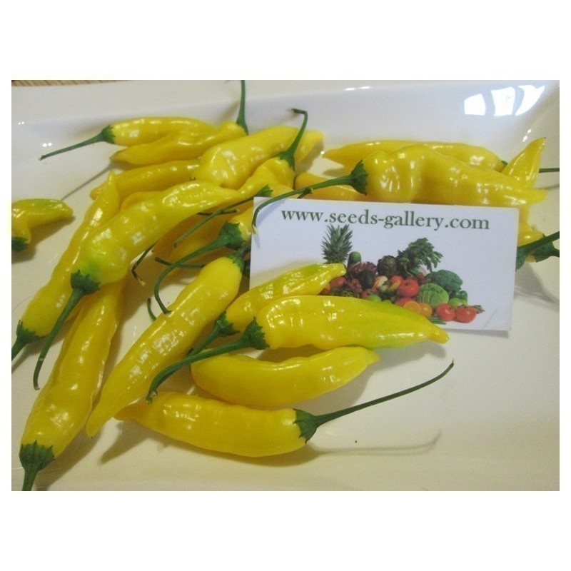 Price: €1.5 - Σπόροι πιπεριά Τσίλι Lemon Drop (Capsicum baccatum) - Seeds Gallery
