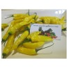 Semillas de Chile Lemon Drop (Capsicum baccatum)