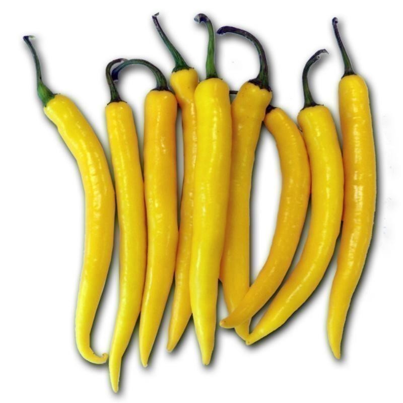 Price: €1.95 - Sementes de pimenta Golden Cayenne - Seeds Gallery