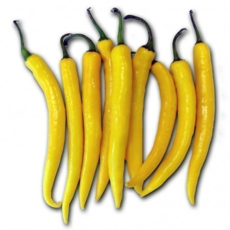 Price: €1.95 - Sementes de pimenta Golden Cayenne - Seeds Gallery