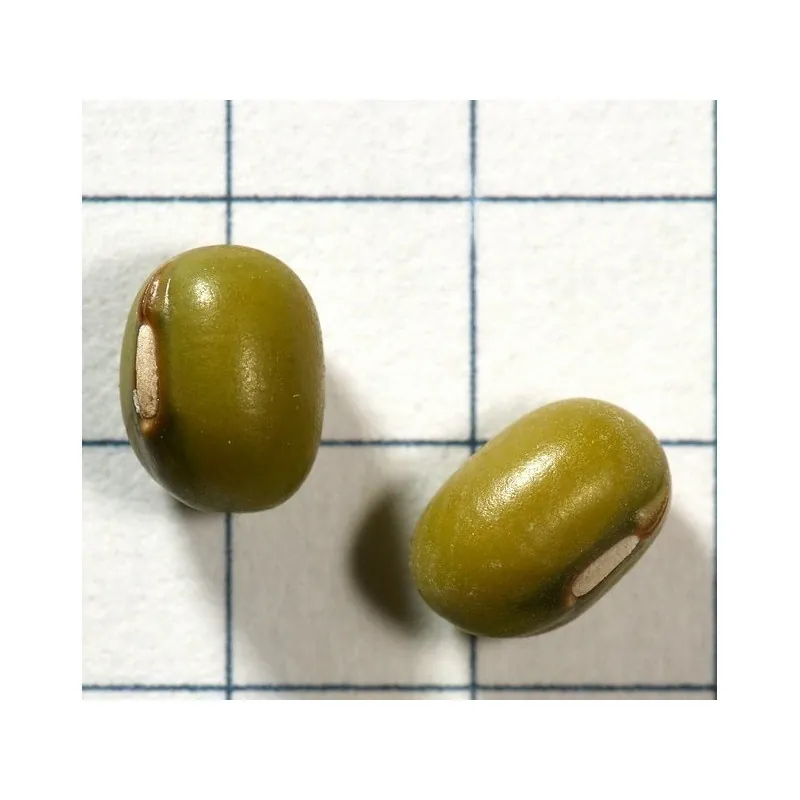 Graines de Haricot Mungo (Vigna radiata)