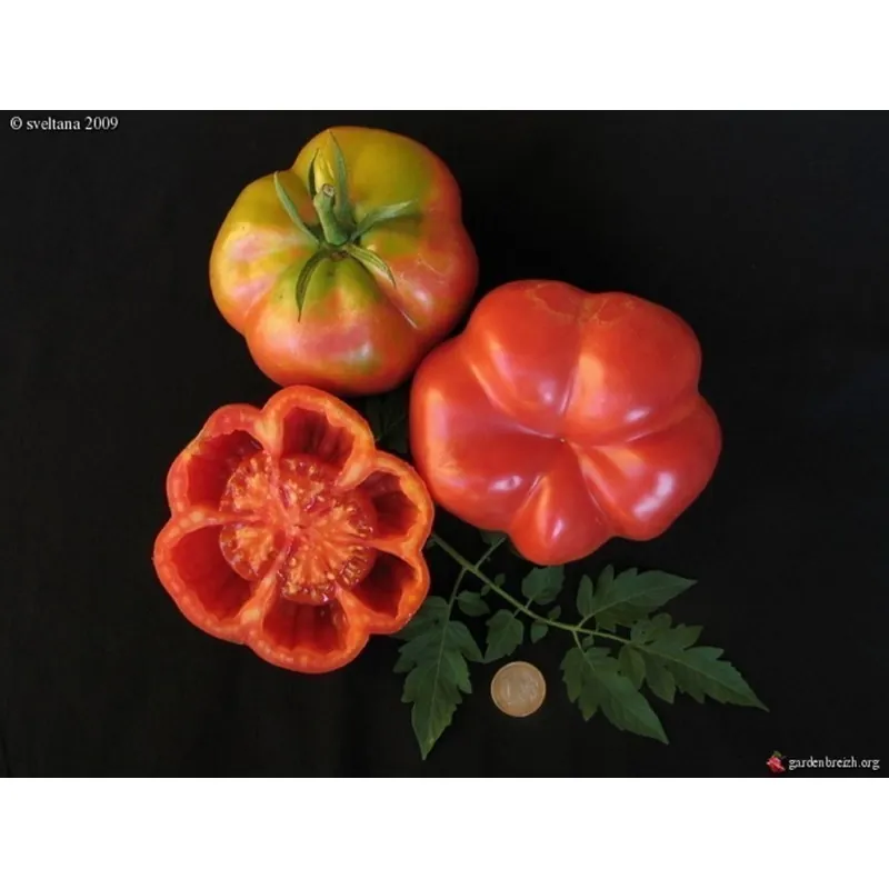 Spanische Tomatensamen Montserrat