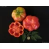 Graines de tomates espagnoles Montserrat