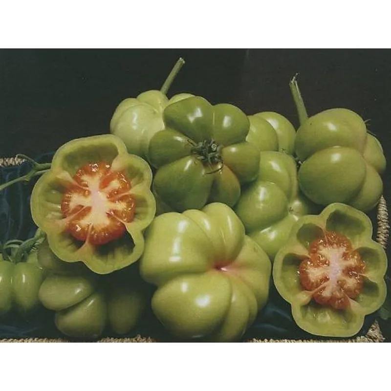 Graines de tomates espagnoles Montserrat