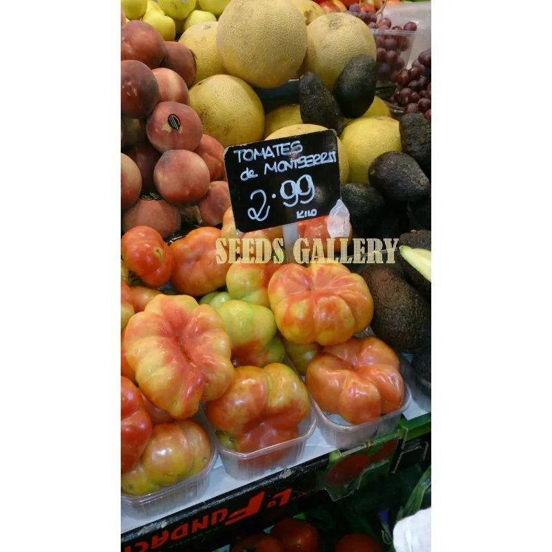 Graines de tomates espagnoles Montserrat