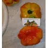Spanische Tomatensamen Montserrat