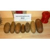 Price: €1.55 - Sikkim gurka frön - Seeds Gallery