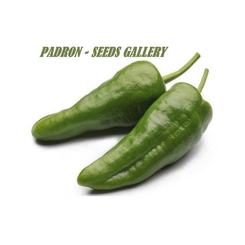 Price: €2.35 - Chilli Pepper Seeds PADRON - Seeds Gallery