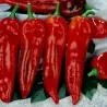 Corno di Toro Rosso Sweet Pepper Seeds