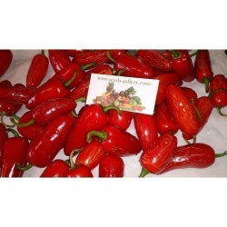 Sementes de Early Jalapeno Pepper Pimenta Rápida Colheita