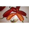 Chilifrön Jalapeño Early