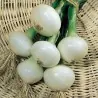 Onion Seeds Paris Silverskin (dual-purpose onion)