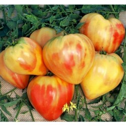 Graines Tomate ancienne bigarrée 'Orange Russian'