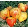 Sementes de tomate Orange Russian