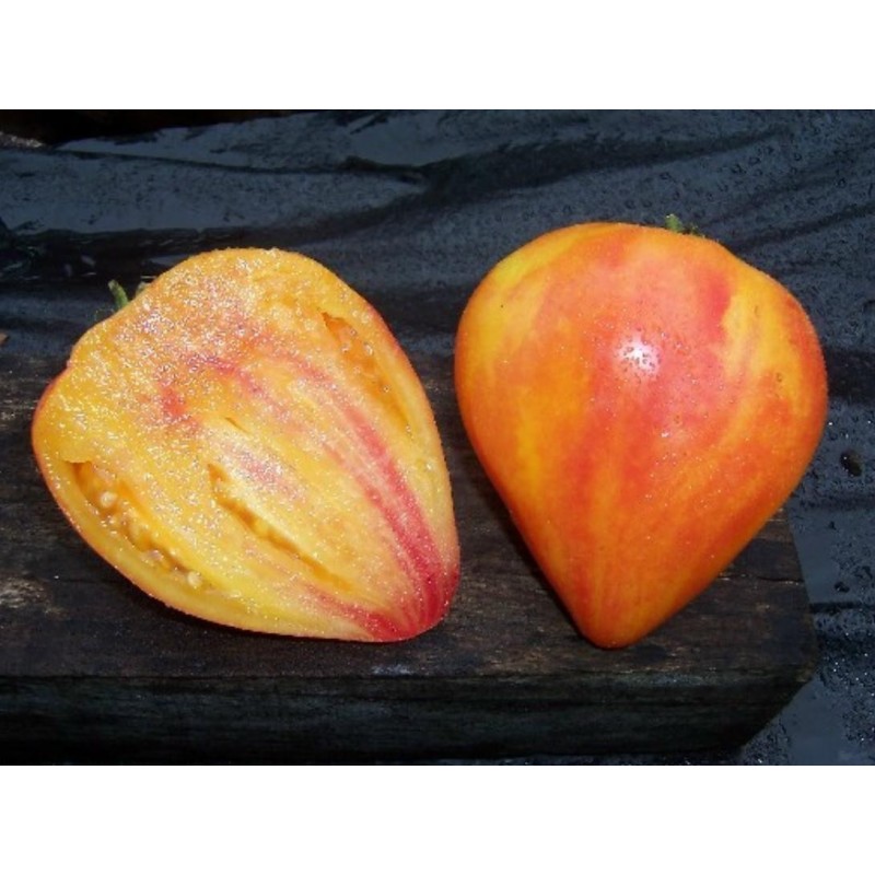 Price: €2.1 - Semillas de tomate Orange Russian - Seeds Gallery