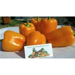 Orange Sun - Paprika süß Samen