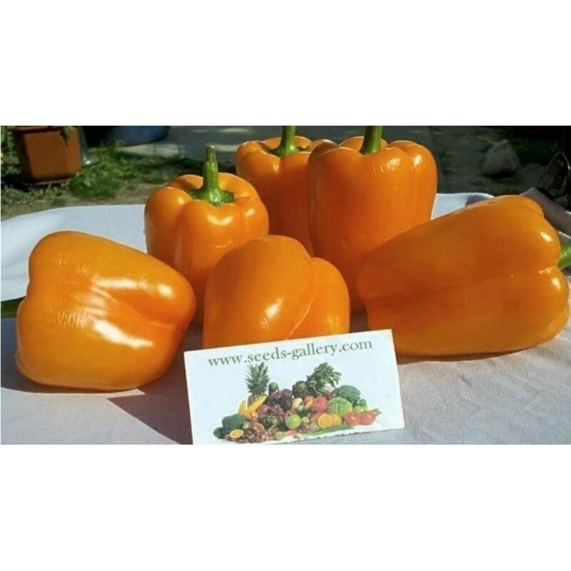 Price: €1.95 - Orange Sun Sweet Pepper Seeds - Seeds Gallery