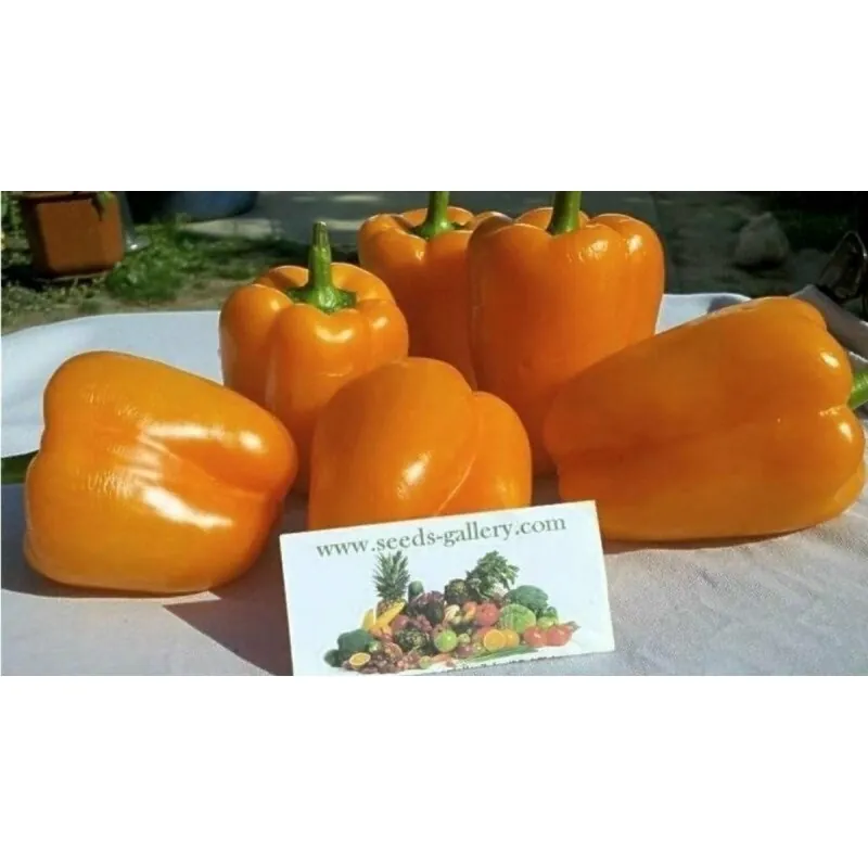 Söt Paprika Orange Sun Frön