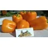 Sementes De Pimentão Laranja Orange Sun
