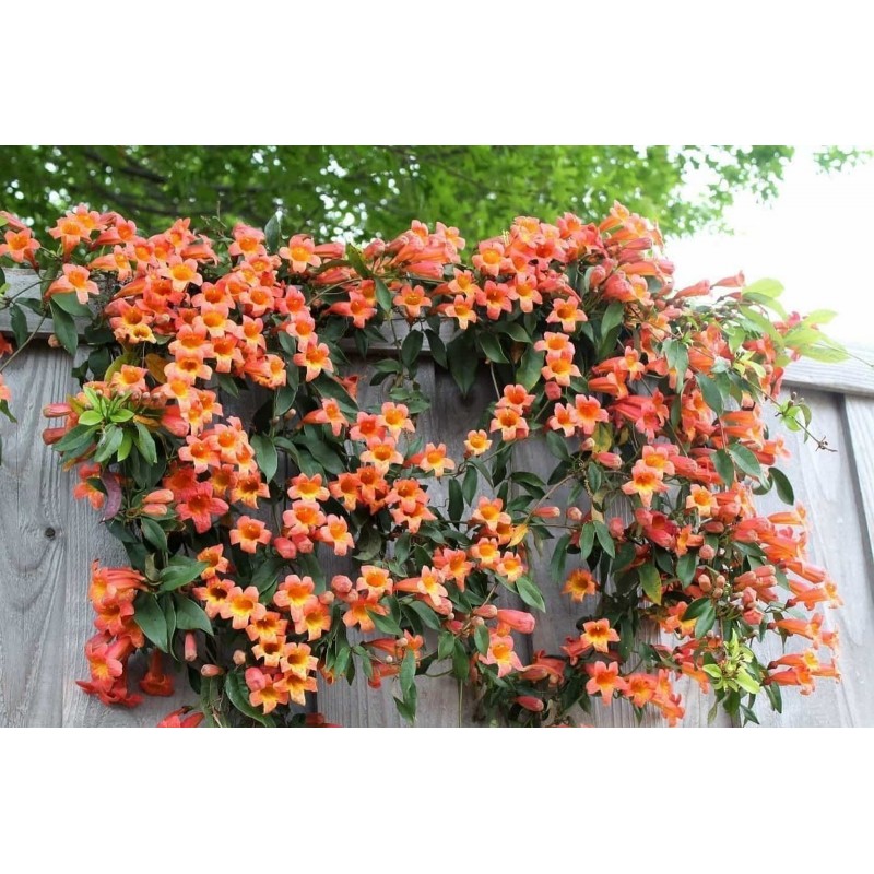 Price: €1.95 - Graines de Trompette de Virginie - Rustique - Seeds Gallery