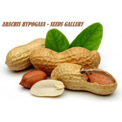 Peanut Seeds (Arachis Hypogaea)