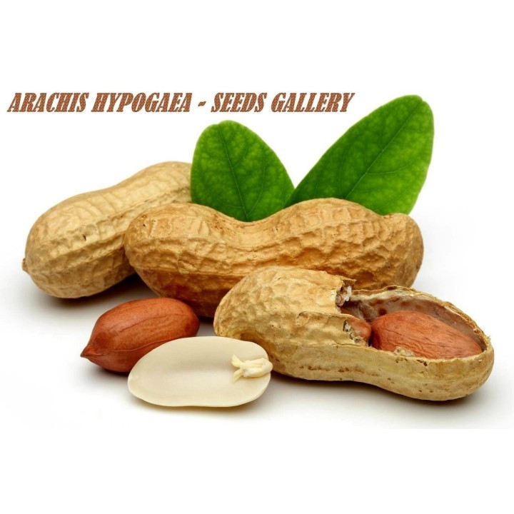 Peanut Seeds (Arachis hypogaea) - 228.714671