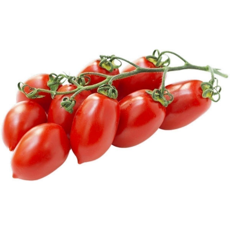 Semillas de tomate Piccadilly