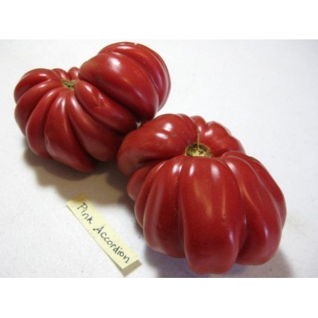 Price: €1.95 - Semillas de tomate Pink Accordion - Seeds Gallery