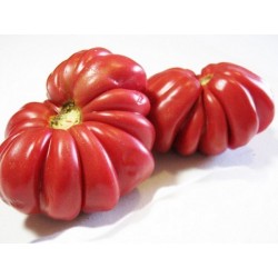 Sementes de tomate Pink Accordion