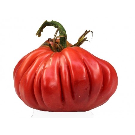 Price: €1.95 - Semillas de tomate Pink Accordion - Seeds Gallery