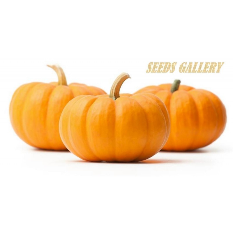 Price: €2 - Pumpafrön JACK BE LITTLE - Seeds Gallery