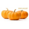 Price: €2 - Pumpafrön JACK BE LITTLE - Seeds Gallery