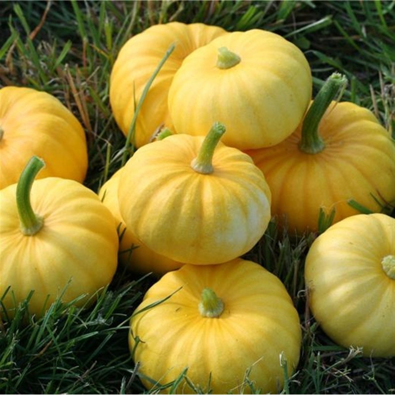 Price: €2 - Sementes mini Abóbora JACK BE LITTLE - Seeds Gallery