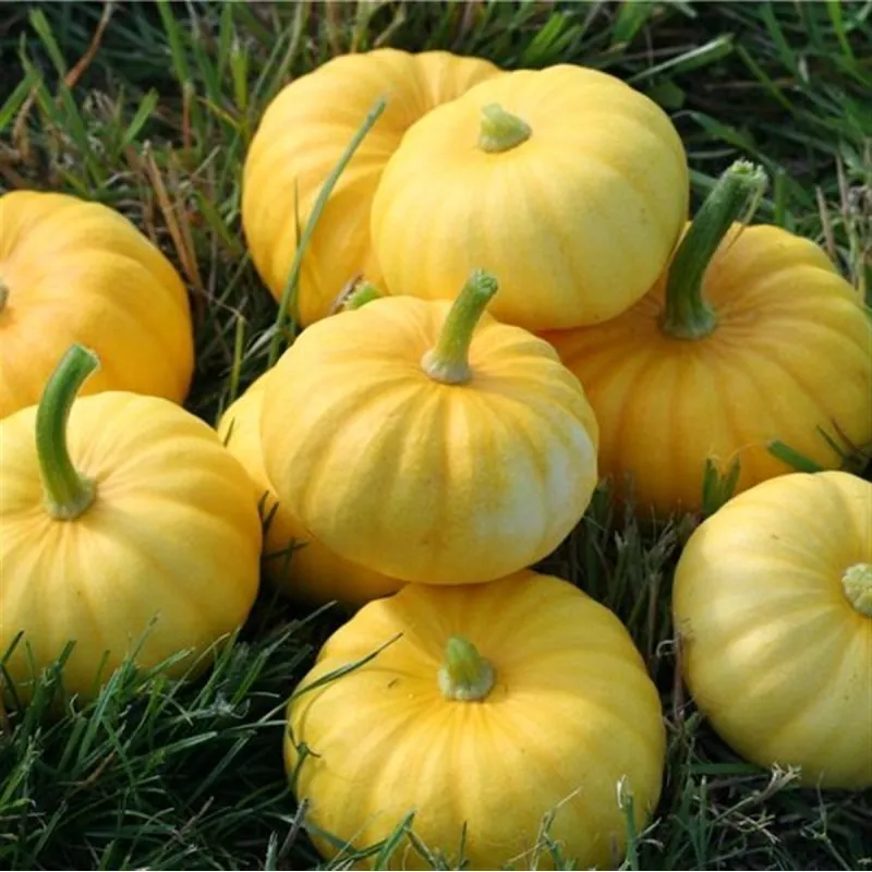 Semillas De Calabaza JACK BE LITTLE