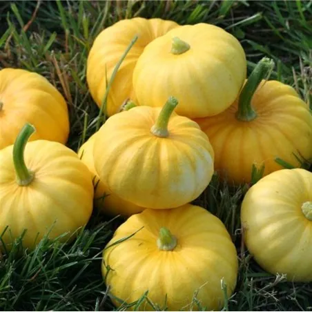 Pumpkin JACK BE LITTLE seeds