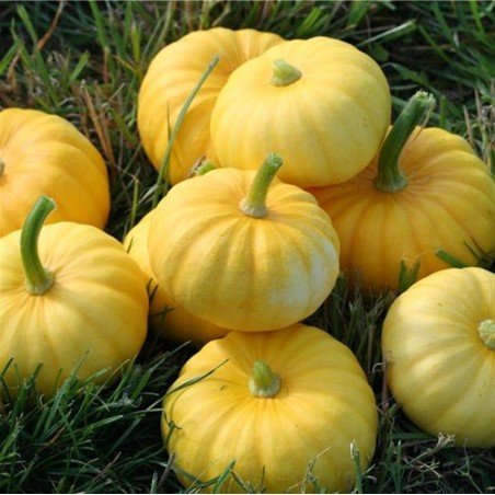 Price: €2 - Semi di Zucca JACK BE LITTLE - Seeds Gallery