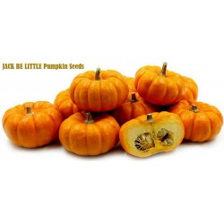 Price: €2 - Sementes mini Abóbora JACK BE LITTLE - Seeds Gallery