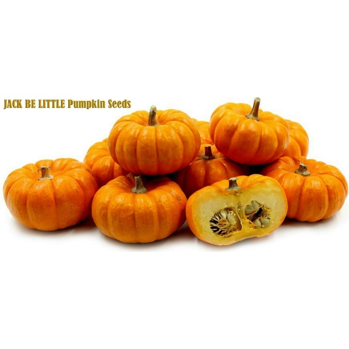 Pumpkin JACK BE LITTLE seeds - 234.57915