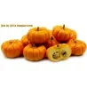 Pumpkin JACK BE LITTLE seeds