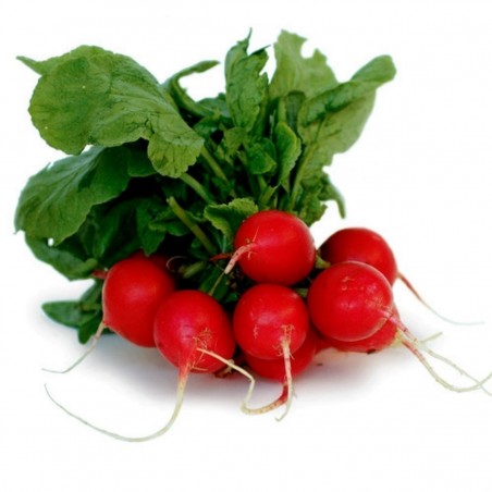 Graines Radis NON PLUS ULTRA | 1,75 €