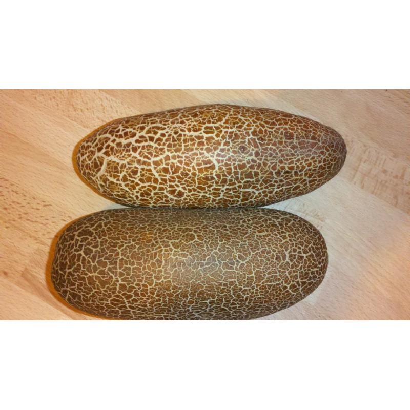 Price: €1.55 - Sikkim gurka frön - Seeds Gallery