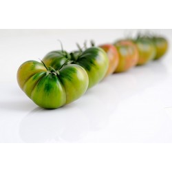 Semillas de tomate RAF