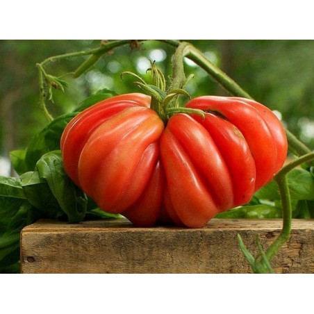 Graines De Tomate Indiens ZAPOTEC Ribbed | 2,50 €